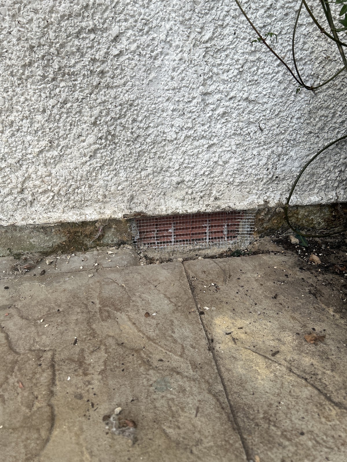 Environ Pest Control London in Chiswick London